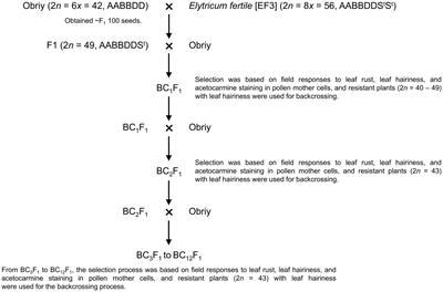 Cytogenetic and molecular identification of novel wheat-Elymus sibiricus addition lines with resistance to leaf rust and the presence of leaf pubescence trait